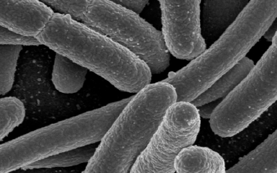Un duradero experimento científico